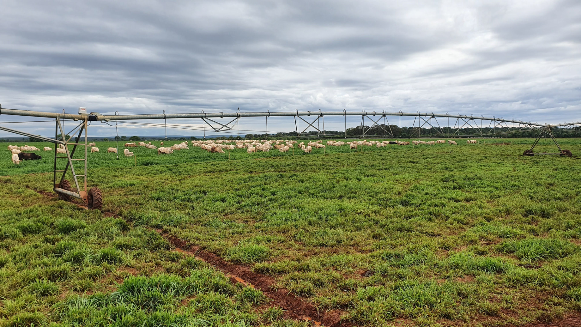 Rebanho em pastagem irrigada sob pivô central na Fazenda Jamaica - VP Agro