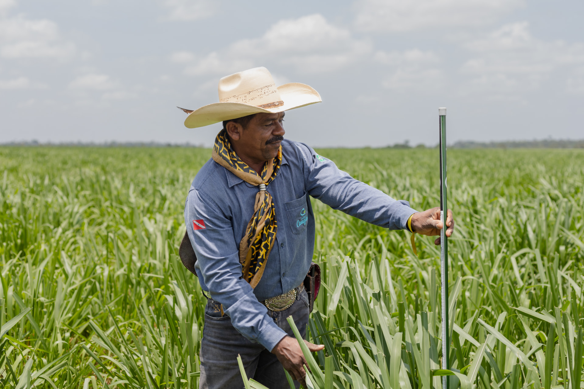 Produtor medindo a altura do pasto na Fazenda Jamaica